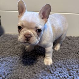 French Bulldog Puppies from Wyatt and co Frenchies