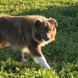 Belgian Malinois and Miniature American Shepherds from Raindance Ranch