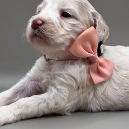 Violet - Buff and white female Cockapoo puppy in Claremont, North Carolina from Magnolia Grove Farms