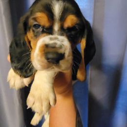 Boy 2 - Black white and brown Basset Hound puppy in Iowa from J&J Beautiful Basset Hounds