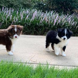 Miniature Australian Shepherd and Toy Australian Shepherd Puppies from Dugger Mountain Aussies