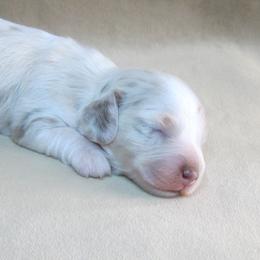 Izzy - Dapple female Dachshund puppy in Pana, Illinois from Doxie Waggin Tails