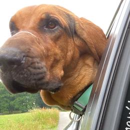 Nelly - Bloodhound