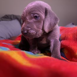 Weimaraner Puppies from North Georgia Weims