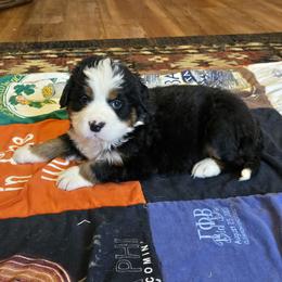 Swiss - Black tan and white female Bernese Mountain Dog puppy in Gaffney, South Carolina from Circle D Farms