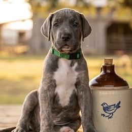 Koko - Blue brindle female Great Dane puppy in Altoona, Alabama from Sovereignty Woods Great Danes