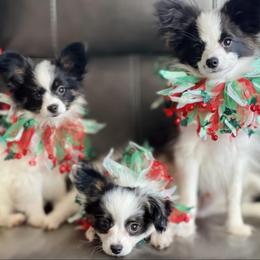 Papillons and Shetland Sheepdogs from Lucky Pups
