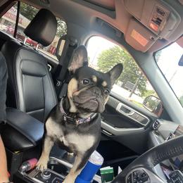 Prada - Bulldog