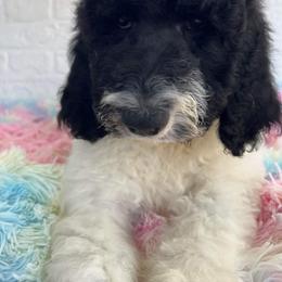 Goldendoodle and Poodle Puppies from Elizabeth Rocha's Doodles