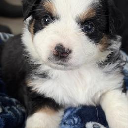 Raspberry pie - Black tri female Miniature American Shepherd puppy in Groesbeck, Texas from Epic Miniature American Shepherds