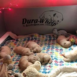 Golden Retriever Puppies from Heartstone Goldens