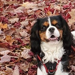 Max - Cavalier King Charles Spaniel
