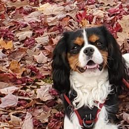 Max - Cavalier King Charles Spaniel