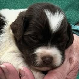 Sadie boy 1 - Liver and white male Brittany puppy in Floyd Knobs, Indiana from Cross Creek Brittanys