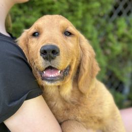 Girl 5 - Golden female Golden Retriever puppy in Oregon City, Oregon from N.W. Mountain Retrievers