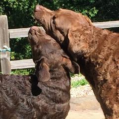 Chesapeake Bay Retrievers from Wild Wood Chesapeakes