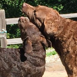 Chesapeake Bay Retrievers from Wild Wood Chesapeakes