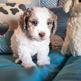 Dozer - Parti male Poodle puppy in Casa Grande, Arizona from Arizona's Once Upon A Boston and Poodle ❤️