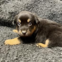 Basil - Black tri male Miniature Australian Shepherd puppy in Medical Lake, Washington from MAS Gone Rogue