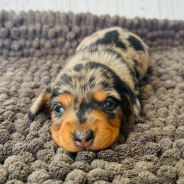 Sheldon - Black and tan male Dachshund puppy in Greenup, Kentucky from Tygart Creek Dachshunds