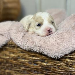 Girl 1 - Blenheim female Cavachon puppy in Smoot, Wyoming from Designer Mountain Mutts