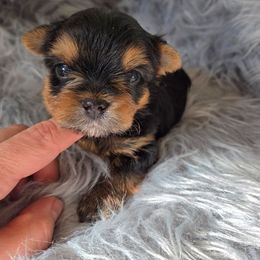Bruno - Black and gold male Yorkshire Terrier puppy in Battle Ground, Washington from Joyful Yorkies