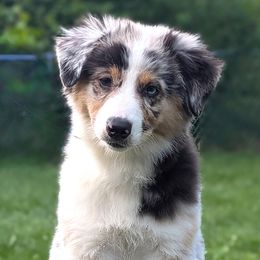 Australian Shepherd puppies from Gamber Australian Shepherds