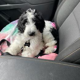 Goldendoodle, Golden Retriever, and Sheepadoodle Puppies from Guppy Puppies