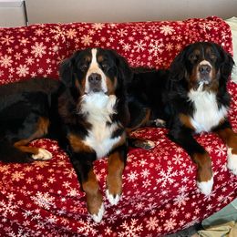 Bernese Mountain Dogs from Benton County Berners