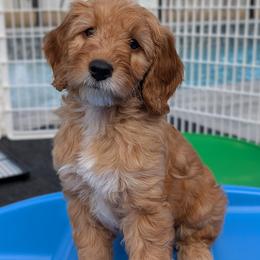Malachite - Red  male Goldendoodle puppy in Beverly Hills, Florida from Bundle of Joy Doodles