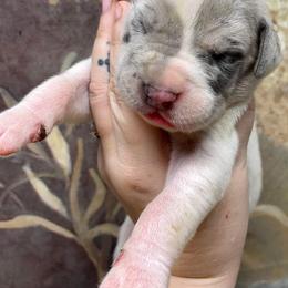 Dachshund and Great Dane Puppies from Ballistic Danes & Dachshunds