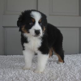 Ansel - Miniature American Shepherd puppy from Vaquera's Miniature American Shepherds