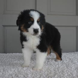Ansel - Miniature American Shepherd puppy from Vaquera's Miniature American Shepherds