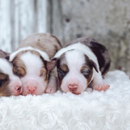 German Shepherd and Miniature American Shepherd Puppies from Sonnenhügel Shepherds