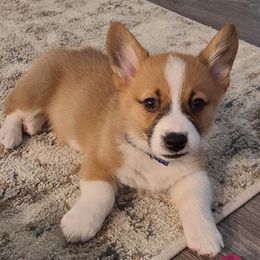 Pembroke Welsh Corgi Puppies from Rose Water Corgis
