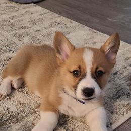 Pembroke Welsh Corgi Puppies from Rose Water Corgis