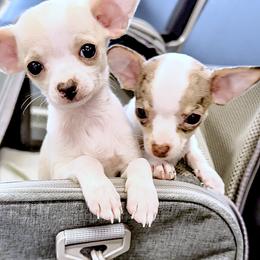 Chihuahua Puppies from Petite Pups LLC