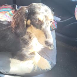 Frejya - Dachshund