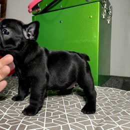 French Bulldog Puppies from Ranch Royale