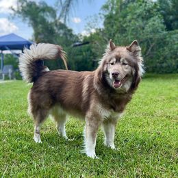 Kali - Siberian Husky