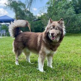 Kali - Siberian Husky