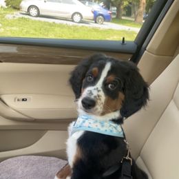 Bernedoodle Puppies from East Coast Bernedoodles