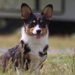 Uzi Vert - Pembroke Welsh Corgi