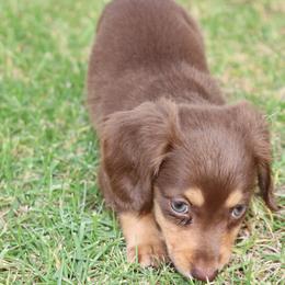 Dachshund Puppies from Dachshund Pups