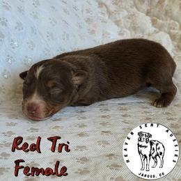 Trudy - Red tri female Toy Australian Shepherd puppy in Jaroso, Colorado from Heaven Sent Aussies