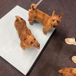 Australian Terrier Puppies from Kevin Kitchen