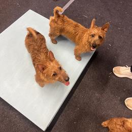 Australian Terrier Puppies from Kevin Kitchen