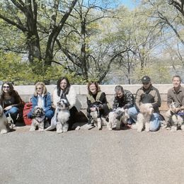 Tibetan Terrier All Grown Up from Kham Ra Tibetan Terriers