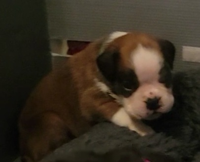 Boy 2 - Fawn Boxer puppy in Holly Lake Ranch, Texas from Von Haus Piner