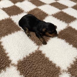 Girl 2 - Black and tan female Yorkshire Terrier puppy in Bakersfield, California from Tiny Tails Yorkies